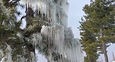 Kışın çetin şartları doğada şölen sundu