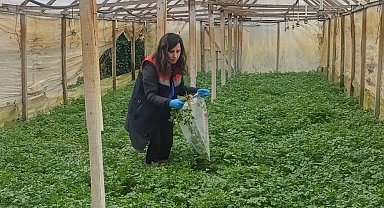 Kışlık sebzeler hasat öncesi denetimden geçiyor