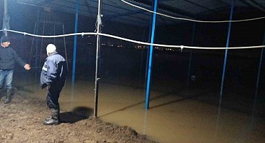 Koçarlı'da su baskını sonrası hayvan tahliyesi sürüyor