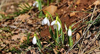 Konya'nın yüksek kesimlerinde kardelenler görücüye çıktı
