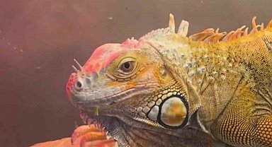 Koruma altındaki 3 hayvan, Samsun'da ele geçirildi