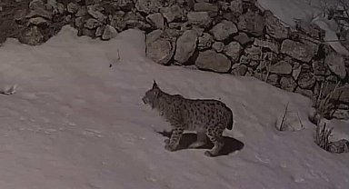 Köy yerleşim alanında yiyecek arayan vaşak güvenlik kamerasına yansıdı