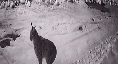 Köye inen aç kalan yabani hayvanlar güvenlik kameralarına yakalandı