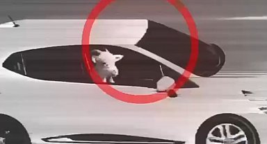 Küçükbaş hayvan hırsızlığı yapan 3 şüpheli tutuklandı