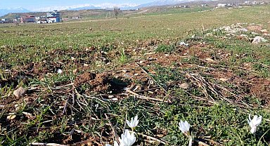 Kulp'ta baharın habercisi çiğdemler açtı