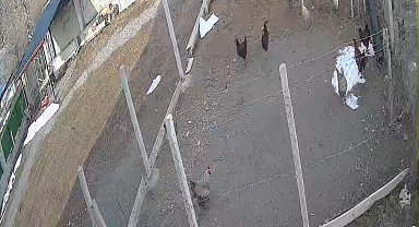 Kümese giren tilki tavuğu alıp götürdü: O anlar kamerada