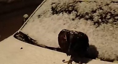 Kümesine giremeyen tavuk otomobil üzerine yumurtladı