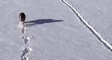 Kurtlar karlı arazide ağzında kemikle görüntülendi