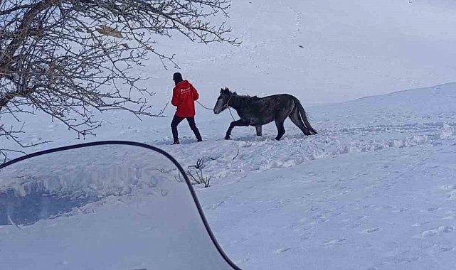Kurtların saldırısına uğrayan ve dağda mahsur kalan at kurtarıldı