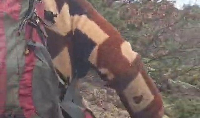 Kuş gözlemi için çıktığı arazide ayı ile karşı karşıya kaldı... Korku dolu anlar kamerada