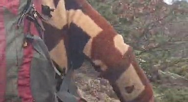 Kuş gözlemi için çıktığı arazide ayı ile karşı karşıya kaldı... Korku dolu anlar kamerada