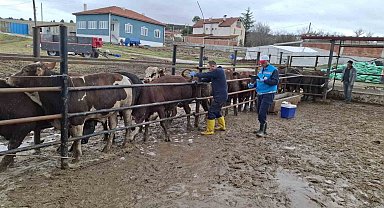 Kütahya'da ithal besilik sığırların aşılama ve sağlık kontrolleri yapıldı