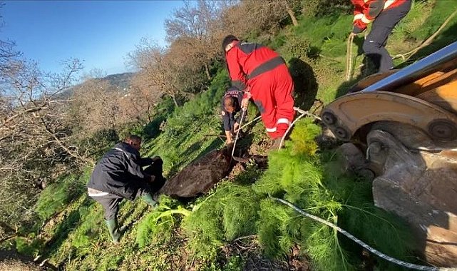 Kuyuya düşen buzağı kurtarıldı