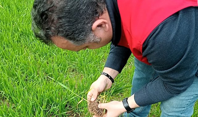 Lüleburgaz'da kanola ve buğday ekili alanlarda teknik kontroller yapıldı