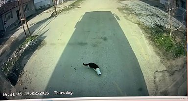 Malatya'da kafası konserve kutusuna sıkışan kediyi otobüs şoförü kurtardı
