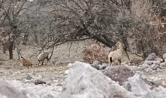 Malatya'da sürü halindeki yaban keçileri görüntülendi