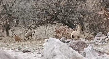 Malatya'da sürü halindeki yaban keçileri görüntülendi