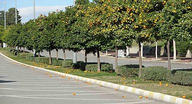 Manavgat'ta fırtına ve yağmur turunçları yollara döktü