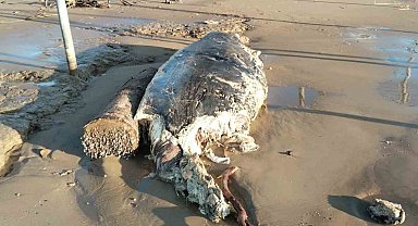 Manavgat'ta sahile ölü yunus vurdu