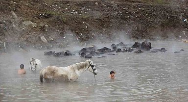 Manda ve atların kışın ortasında kaplıca keyfi