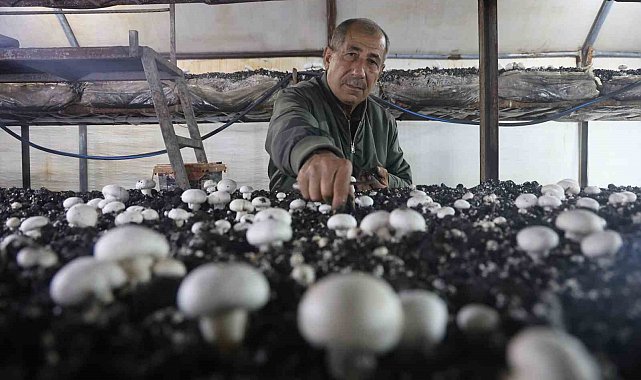 Mantar üreticiliğine ilk adımı ahırda attı, varını yoğunu satıp kurduğu 3 çadırda mantar üretiyor