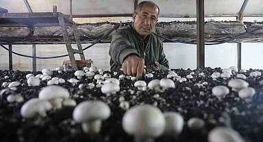 Mantar üreticiliğine ilk adımı ahırda attı, varını yoğunu satıp kurduğu 3 çadırda mantar üretiyor