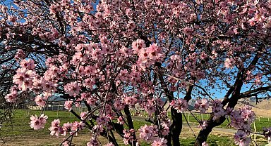 Mardin'de badem ağaçları erken çiçek açtı