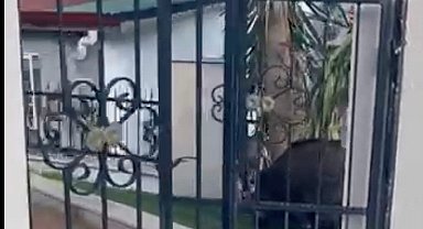 Marmaris Belediyesi'ne domuz davası