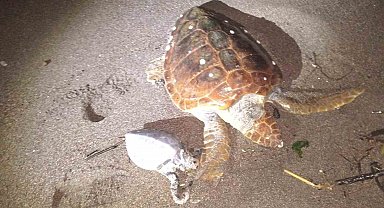 Marmaris'te 2 caretta caretta kıyıya vurdu