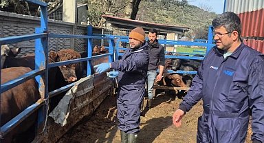 Menteşe'de ithal besilik hayvanların sağlık kontrolleri yapıldı