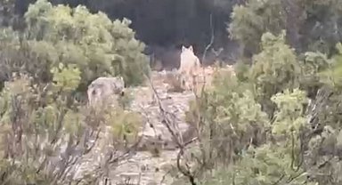 Menteşe'de kurtlar cep telefonu kamerasına yansıdı