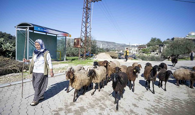 Mersin'de 360 yetiştiriciye 9 bin küçükbaş desteği