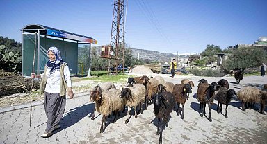 Mersin'de 360 yetiştiriciye 9 bin küçükbaş desteği