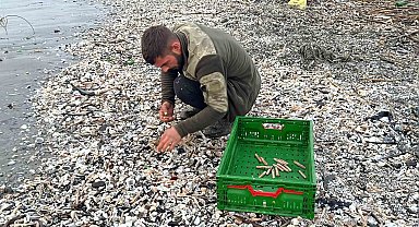 Mersin'de fırtına sonrası binlerce kargı midyesi sahile vurdu: Balıkçılar tek tek topladı