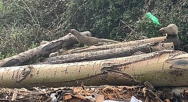 Mersin'de sansar ailesi görüntülendi