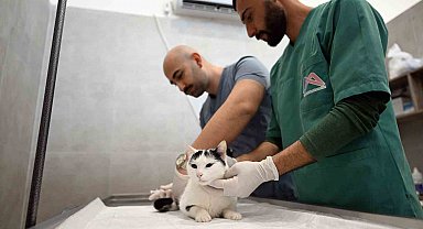 Mersin'de sokak kedileri için yeni merkez hizmete girdi