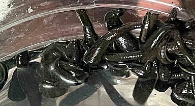 Mezbaha kanıyla besleniyor, birçok hastalığa şifa oluyorlar