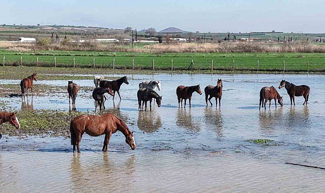 Milyonluk yarış atları da su altında kaldı