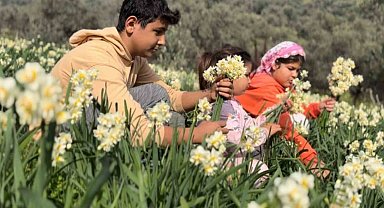 Mis kokulu nergis bilime de ilham kaynağı oluyor