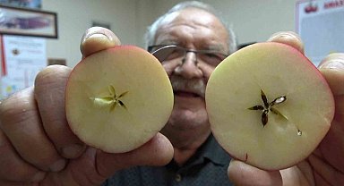 Misket elma yok satıyor: Taklitlerinden yıldız testiyle ayırt ediliyor