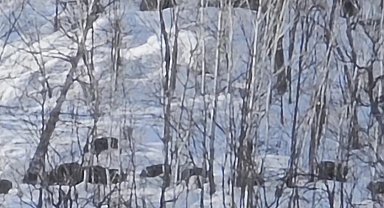 Munzur Vadisi'nde karlı dağlarda yiyecek arayan domuz sürüsü görüntülendi
