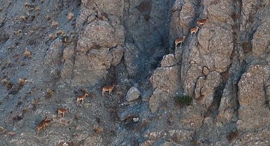 Munzur'un sarp kayalıklarında yaban keçileri