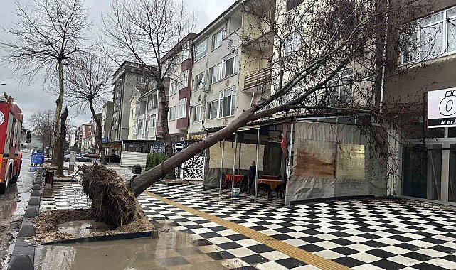 Muratlı'da ağaç kahvehanenin çatısına devrildi