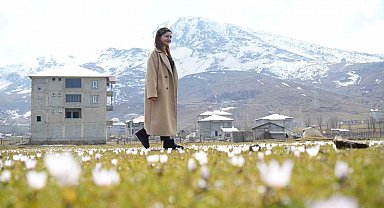 Muş Ovası'nda baharın habercisi çiğdemler açtı