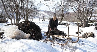 Muş'ta besicilerin asırlık geven otu geleneği sürüyor
