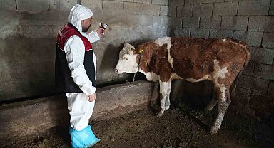 Muş'ta şap ve şarbon aşılama kampanyası başladı