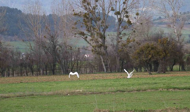 Nadir rastlanan beyaz balıkçıl kuşlar Bolu'da görüntülendi