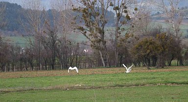 Nadir rastlanan beyaz balıkçıl kuşlar Bolu'da görüntülendi
