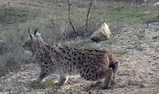 Nallıhan'da nesli tükenmekte olan vaşak görüldü