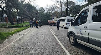 Nazilli'de fırtınayla devrilen dev çam ağacı karayolunu trafiğe kapadı